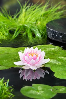Zdjęcie produktu dla Bloomique - Nymphaea Wilfron Gonnere - Grążel wodny - Różowy - Rośliny do oczek wodnych - Rośliny wodne - Odporne na zimę - Wysokość 10-20 cm - Doniczka 11 cm