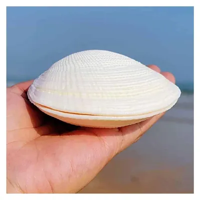 Productafbeelding van Natuurlijke Schelpen voor Bruiloft Decoratie en Knutselwerk