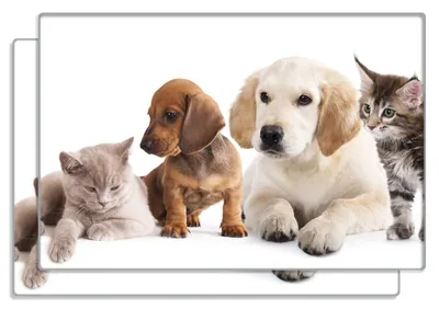 Produktbild von Wallario Frühstücksbrettchen 2er Set aus Glas, je 20 x 30 cm, mit rutschfesten Füßen, Motiv Hundewelpen und Katzenjunge