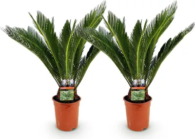 Image de Cycas revoluta - Cycas - 70cm - 17cm - 2 plantes - Cycas faciles d'entretien