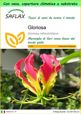 Immagine prodotto di SAFLAX Garden to go - Gloriosa - 15 semi - Gloriosa