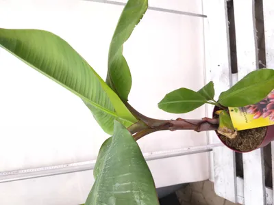 Produktbild von Musa acuminata Red Dacca 110-150 cm rote Bananenpflanze Bananenbaum Palme Essbanane