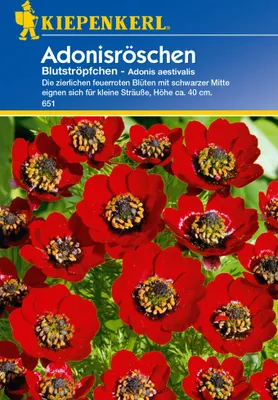 Produktbild von Adonisröschen Blutströpfchen