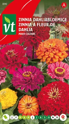 Image de Graines de Zinnia A Grande Fleur De Dahlia - Environ 1 gr | VT_890