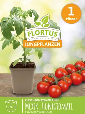 Produktbild von Kirschtomatenpflanze Mexikanische Honigtomate | Tomatenpflanzen von FLORTUS, Menge:1 Pflanze