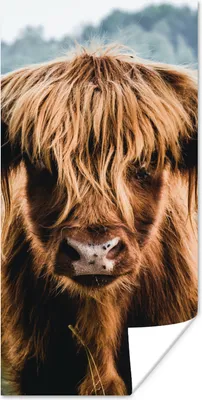 Produktbild von MuchoWow® Poster Kühe - Schottische Hochlandbewohner - Braun - Natur 20x40 cm - Plakat - Foto