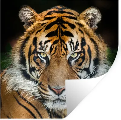 Produktbild von MuchoWow® Wandtattoo Wandsticker Wandaufkleber Tiger - Schwarz 30x30 cm Selbstklebend und Repositionierbar - Repositionierbar - Wasser abweisend