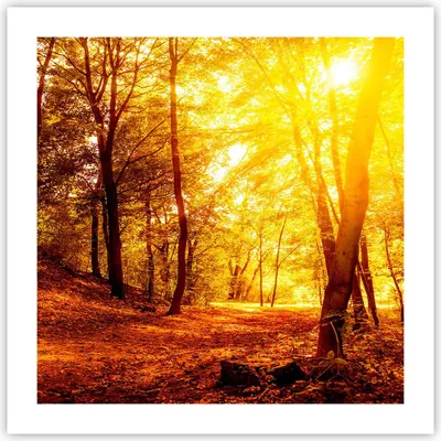 Produktbild von Poster - Poster ohne Rahmen - Wald Baum Natur - 50x50 cm - Wand Bild - Wanddeko - Wandbilder - Kunstposter - Wandposter - Bilder - Kunstdruck - Wanddekoration - Wandbild - P2XAC50x50-3722
