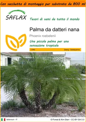 Immagine prodotto di SAFLAX Garden in the bag - Palma da datteri nana - 25 semi - Phoenix
