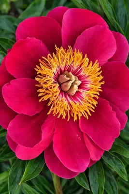 Produktbild von Paeonia lactiflora Eventide Pfingstrose im 1 L Topf – Edel-Pfingstrose, winterharte Gartenstaude, dunkelrote Blüten, mehrjährige Bauernpfingstrose