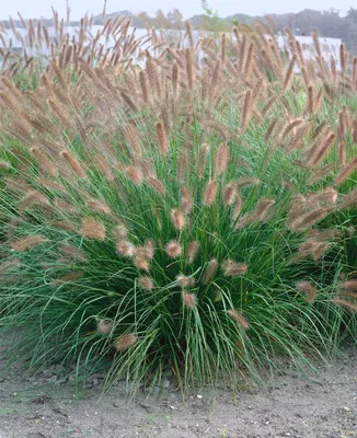 Produktbild von Pennisetum alopecuroides 'Herbstzauber', Lampenputzergras, ca. 9x9 cm Topf
