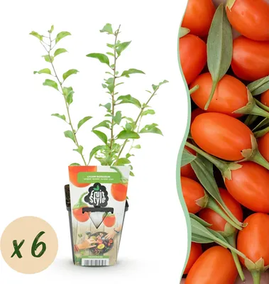 Produktbild von Goji Beere Lycium barbarum 6 Pflanzen winterharte Obstpflanze orangerote Früchte