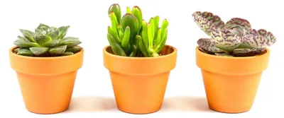 Obrázek produktu pro Gardners Sukulent mix, průměr 9 cm