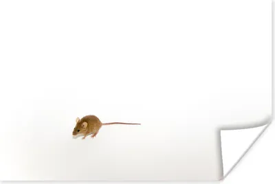 Produktbild von MuchoWow® Poster Maus - Tiere - Weiß 180x120 cm - Fotoplakat