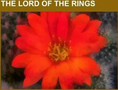 Produktbild von The Lord of the Rings