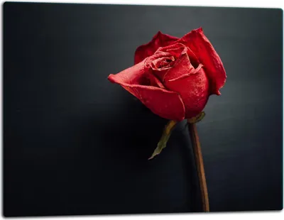 Obrázok produktu pre Sklenená doska na krájanie Sklenená krycia doska varnej dosky Univerzálna 52x40 cm Black Rose
