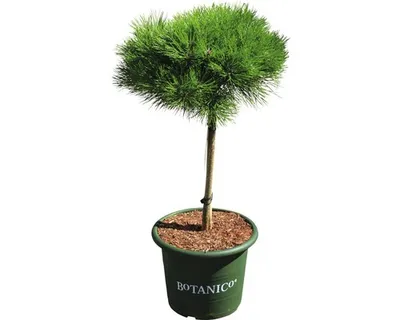 Produktbild von Schwarzkiefer Stämmchen Pinus nigra 'Marie Bregeon' H 40 cm Co 10 L