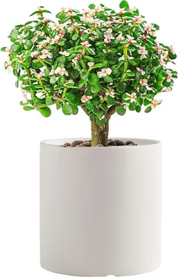Image de Petit Jardinier En Céramique Pour Plantes D'intérieur, Pot Unicolore Avec Trou De Drainage(Beige, 14cm)