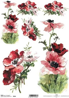 Image de ITD Papier de riz découpage Papier de bricolage Technique de la serviette R564 - A4 Coquelicots
