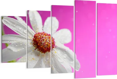 Produktbild von Bild auf Leinwand - Leinwandbild - Blume frühling garten - 150x100cm - Wand Bild - Wanddeko - Leinwanddruck - Bilder - Kunstdruck - Wanddekoration - Leinwand bilder - Wandkunst - EG150x100-2469