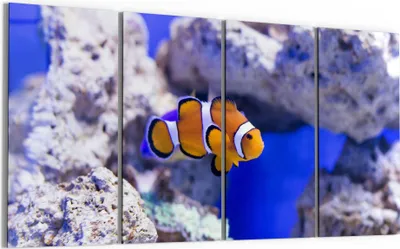 Produktbild von DEQORI Glasbild Echtglas 4x30x60 cm 'Clownfisch im Meer' Wandbilder XXL groß