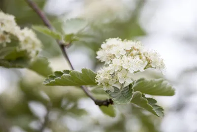 Produktbild von Crataegus laevigata, Zweigriffeliger Weißdorn, 100–150 cm