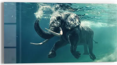 Produktbild von DEQORI Glasbild Echtglas 60x30 cm 'Schwimmender Elefant' Wandbild Bild modern Deko
