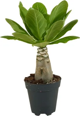 Zdjęcie produktu dla Bloomique - Brighamia Insignis - Palma hawajska - Roślina doniczkowa - Oczyszczająca powietrze - Łatwa w utrzymaniu - Wysokość 25-35 cm - Doniczka 12 cm