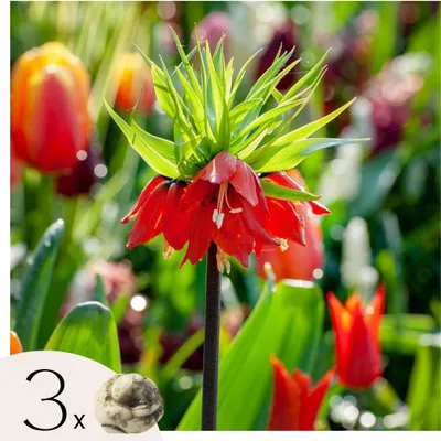 Produktbild von Kaiserkronen - 3 Stk - Fritillaria rubra - Blumenzwiebeln - Orange