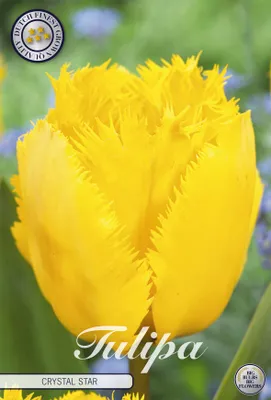Artikelbild 2 von 'Tulpe Crystal Star (10 Stück)' aus der Kategorie Tulpenzwiebeln