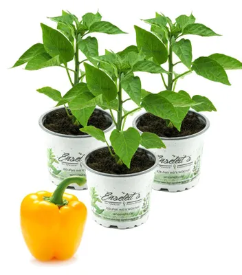 Produktbild von Enseleits Gelbe Paprika Pflanzen im 3er Set,F1 Sorten frische Paprikapflanzen im Topf