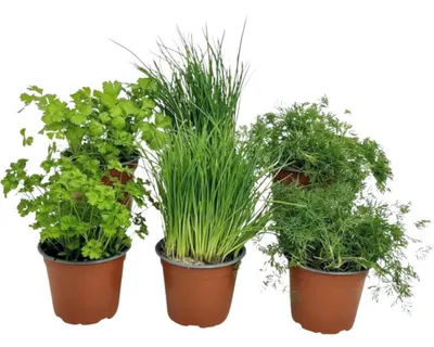 Produktbild von Kräuter Set FloraSelf Salat Kräuter Mix klein 6 Stk. Ø 12 cm Topf