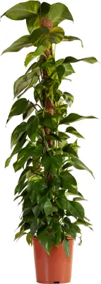 Zdjęcie produktu dla Bloomique - Epipremnum Aureum - z tyczką mchu - Bluszcz Dragon - rośliny pnące - rośliny doniczkowe XXL - oczyszczające powietrze - wysokość 140-160 cm - doniczka 27 cm