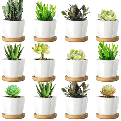 Produktbild von Omgoods – Set aus 12 Terrakotta-Blumentöpfen mit Untersetzer, 6,8 x 6,5 cm