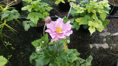Image de Anemone x 'Honorine Jobert' / Anémone du Japon blanche