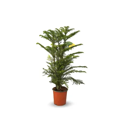 Image de Araucaria heterophylla - plante d'intérieur - ↕ 70-80 cm - ⌀ 17 cm - pin de norfolk