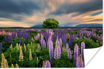 Produktbild von MuchoWow® Poster Blumenfeld - Lupinen - Sonnenuntergang 60x40 cm - Schlafzimmerdekoration