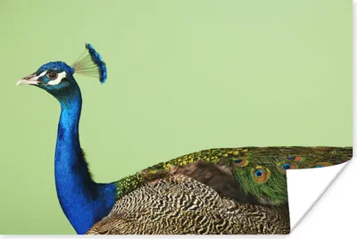 Produktbild von MuchoWow® Poster Pfau - Vogel - Federn 90x60 cm - Schlafzimmer