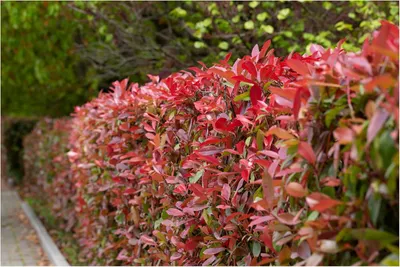 Produktbild von Stauden Gänge 10 x Photinia fraseri 'Red Robin' - Rote Glanzmispel - Strahlend rote Neuaustriebe, die begeistern - Blickfang - Heckenpflanze