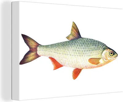 Zdjęcie produktu dla OneMillionCanvasses® - Obrazy na płótnie - 140x90 cm, Ryby - realizm frontalny, grafika ścienna, dekoracja ścienna