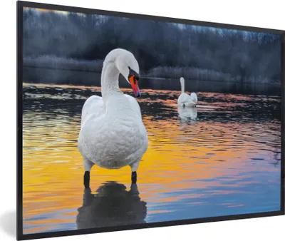 Produktbild von MuchoWow® Gerahmtes Poster Schwan - Vogel - Sonnenuntergang - Wasser 90x60 cm - Poster mit Schwarzem Bilderrahmen Wandposter Rahmen Foto Bilder - Fotorahmen - Foto-Plakat