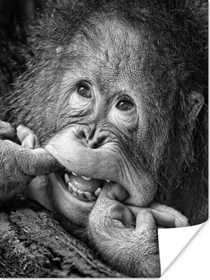 Produktbild von MuchoWow® Poster Affe - Orang-Utan - Tiere 90x120 cm - Wohnzimmer