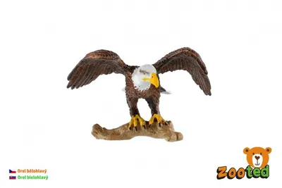 Produktbild von Weißkopfseeadler gerädert