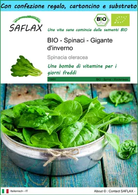 Immagine prodotto di SAFLAX Set regalo -- Spinaci - Gigante d'inverno - 250 semi - Spinacia
