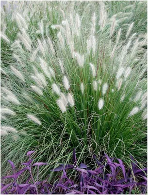 Produktbild von Stauden Gänge 1 x Pennisetum alopecuroides im 1 Liter Topf - Lampenputzergras - Weiche Halme für bewegte Gartenszenen - Winterhart - Mehrjährig