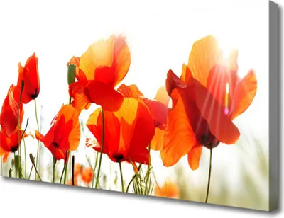 Produktbild von Tulup Leinwand-Bilder 100x50 Wandbild Canvas Kunstdruck Mohnblumen Pflanzen