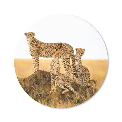 Produktbild von MuchoWow® Mauspad Mousepad Gepard - Gras - Natur - Savanne 30x30 cm - Mousepads - Maus Mat - Pad - Mausunterlage - Tischunterlage - Schreibtischmatten