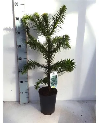 Immagine prodotto di Abete ornamentale cileno circa 60 cm -  Abete andino - Araucaria araucana - Albero serpente - Abete squamoso - Albero coda di scimmia