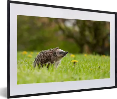 Produktbild von MuchoWow® Gerahmtes Poster Igel im Gras 60x40 cm - Poster mit Schwarzem Bilderrahmen Wandposter Rahmen Foto Bilder - Schlafzimmer - Plakat in Rahmen - Drucken