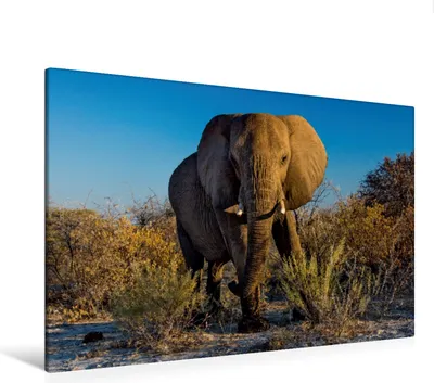Produktbild von Calvendo Textil-Leinwand 120 cm x 80 cm quer Elefant in Etosha, Schütter Stefan; 7349679